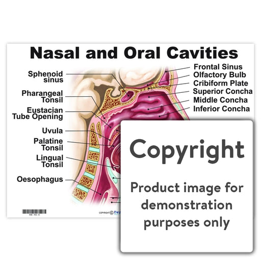 Nasal And Oral Cavities Wall Charts Posters