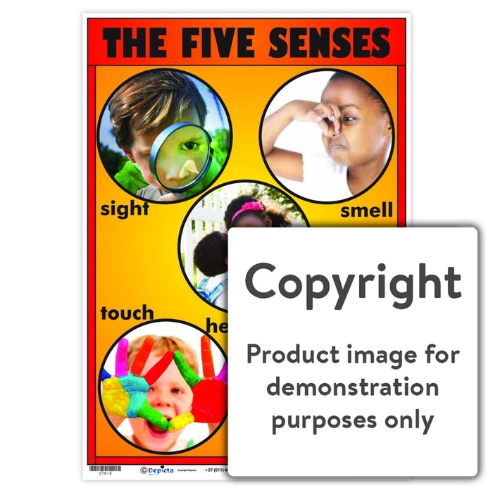 The Five Senses Wall Charts And Posters