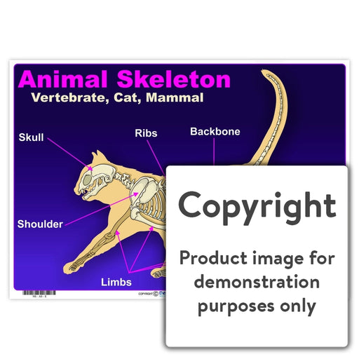 Animal Skeleton: Vertebrate Cat Mammal Wall Charts And Posters