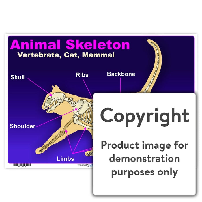 Animal Skeleton: Vertebrate Cat Mammal Wall Charts And Posters
