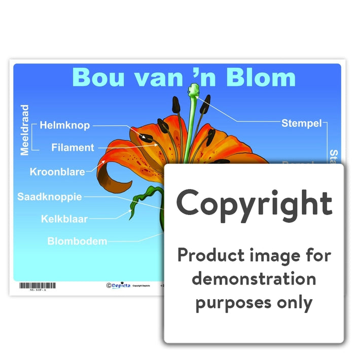 Bou Van N Blom Wall Charts And Posters