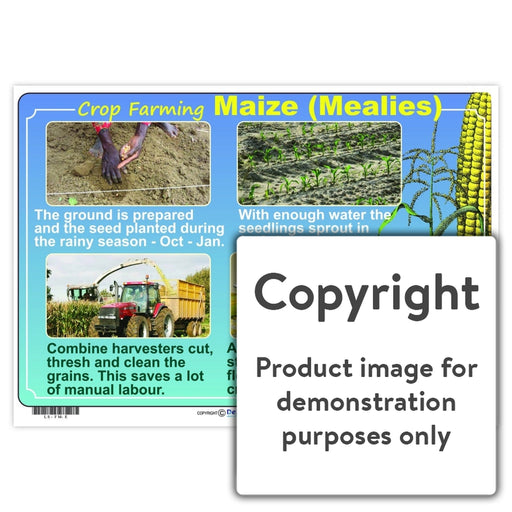 Crop Farming:  Maize (Mealies) Wall Charts And Posters