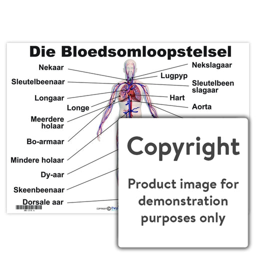 Die Bloedsomloopstelsel Wall Charts And Posters