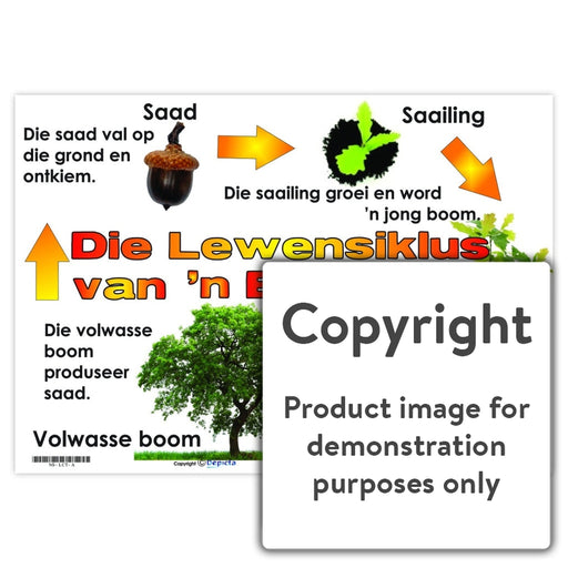 Die Lewensiklus Van N Eikeboom Wall Charts And Posters