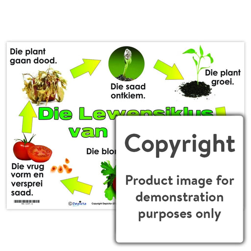 Die Lewensiklus Van N Plant Wall Charts And Posters