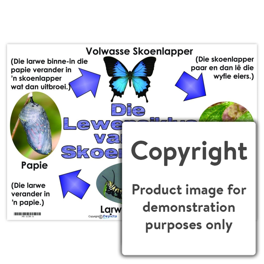 Die Lewensiklus van 'n Skoenlapper — Depicta