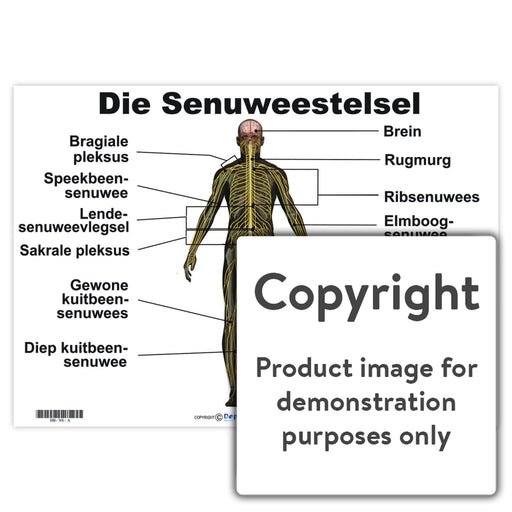 Die Senuweestelsel Wall Charts And Posters