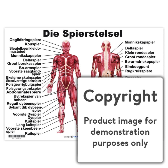 Die Spierstelsel Wall Charts And Posters