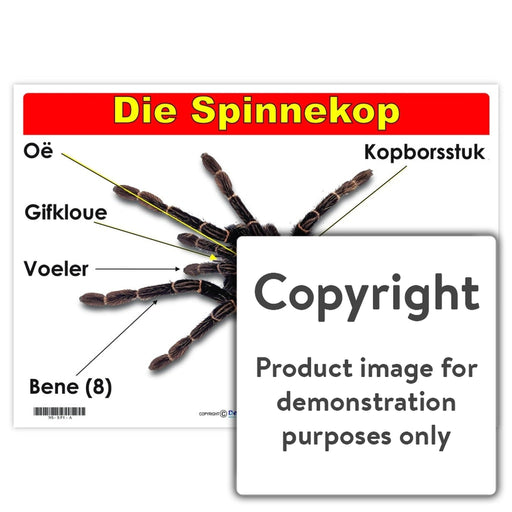 Die Spinnekop Wall Charts And Posters