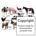 Farm Animals Wall Charts And Posters