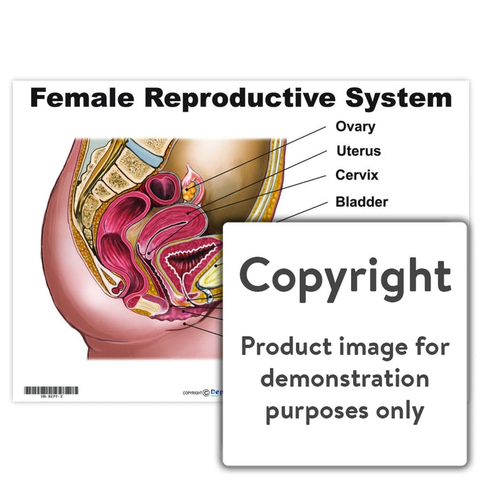 Female Reproductive System Wall Charts And Posters