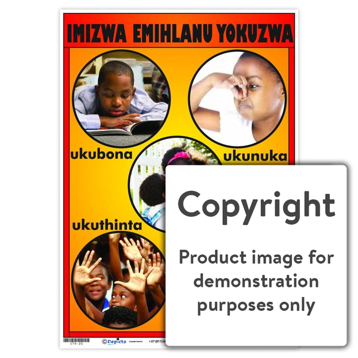 Imizwa Emihlanu Yokuzwa ( The Five Senses ) Wall Charts And Posters