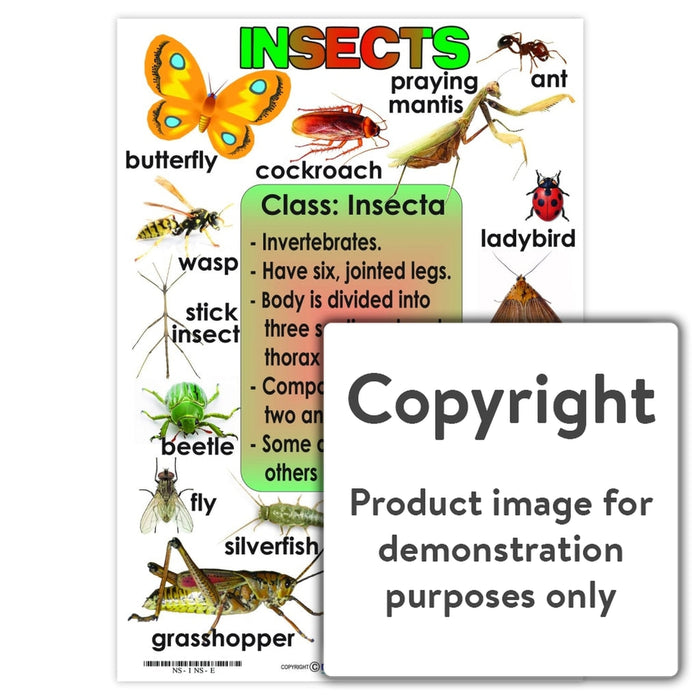 Insects Wall Charts And Posters