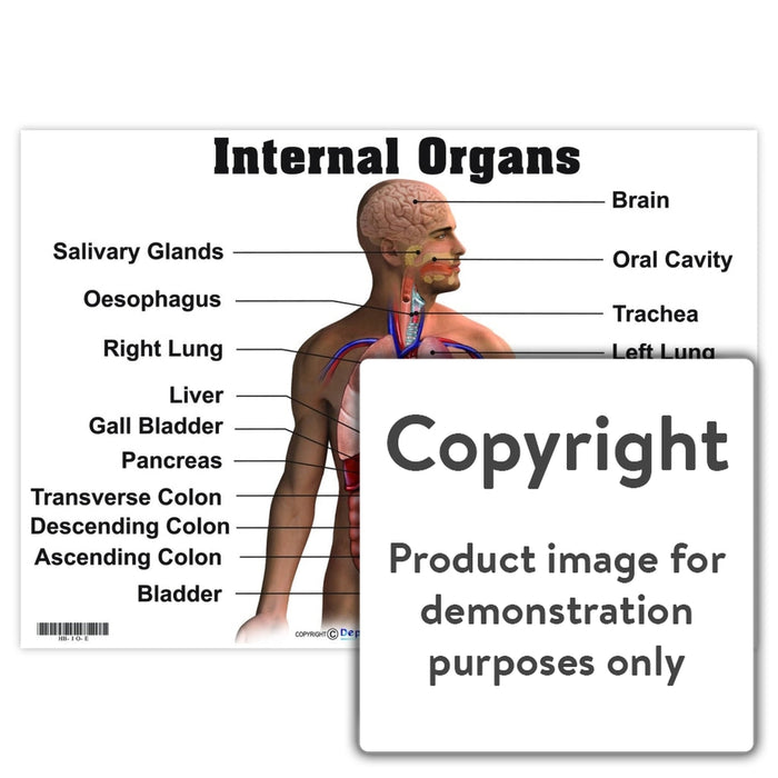 Internal Organs Wall Charts And Posters