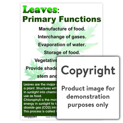 Leaves: Primary Functions Wall Charts And Posters