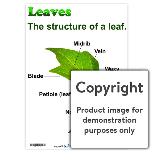 Leaves: Structure Of A Leaf Wall Charts And Posters