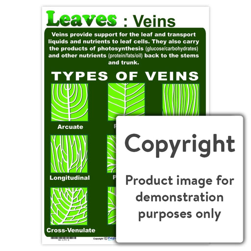 Leaves: Veins Wall Charts And Posters