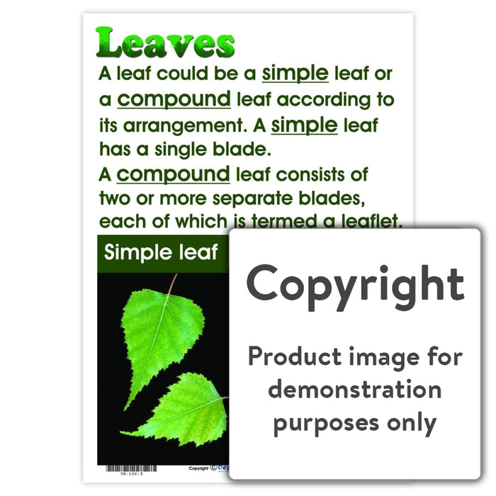 Leaves Wall Charts And Posters