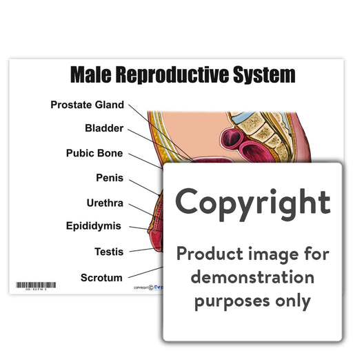 Male Reproductive System Wall Charts And Posters