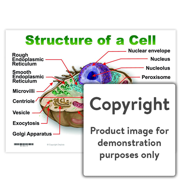 Structure of a Cell