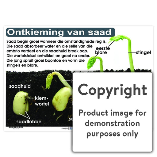 Ontkieming Van Saad Wall Charts And Posters