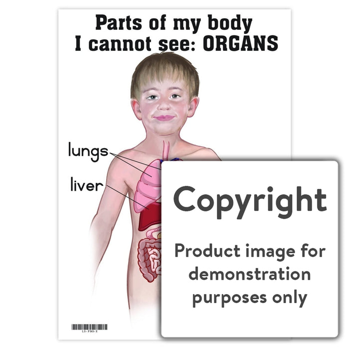 Parts Of My Body That I Cannot See: Organs Wall Charts And Posters