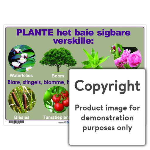 Plante Het Baie Sigbare Verskille Wall Charts And Posters