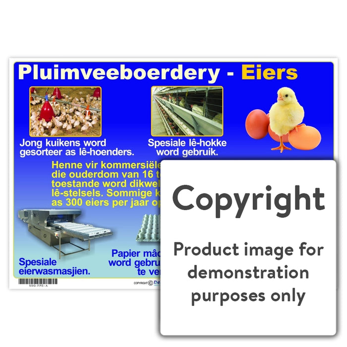 Pluimveeboerdery - Eiers Wall Charts And Posters