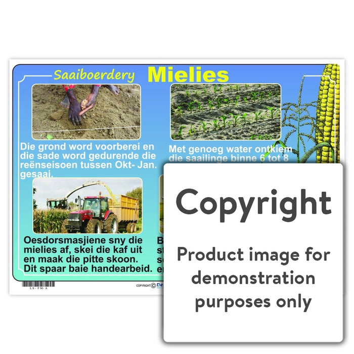 Saaiboerdery - Mielies Wall Charts And Posters