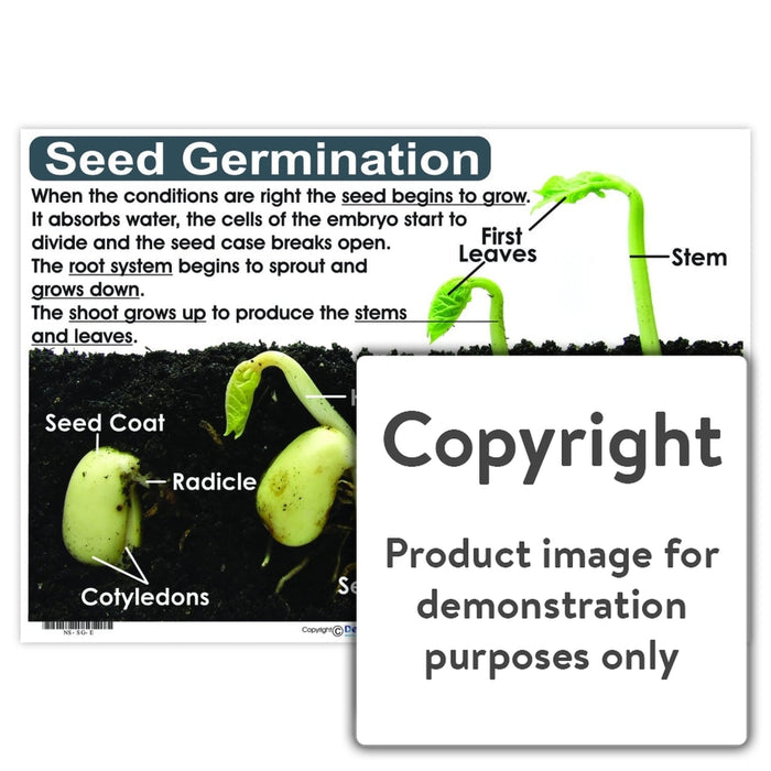 Seed Germination Wall Charts And Posters
