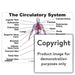 The Circulatory System Wall Charts And Posters