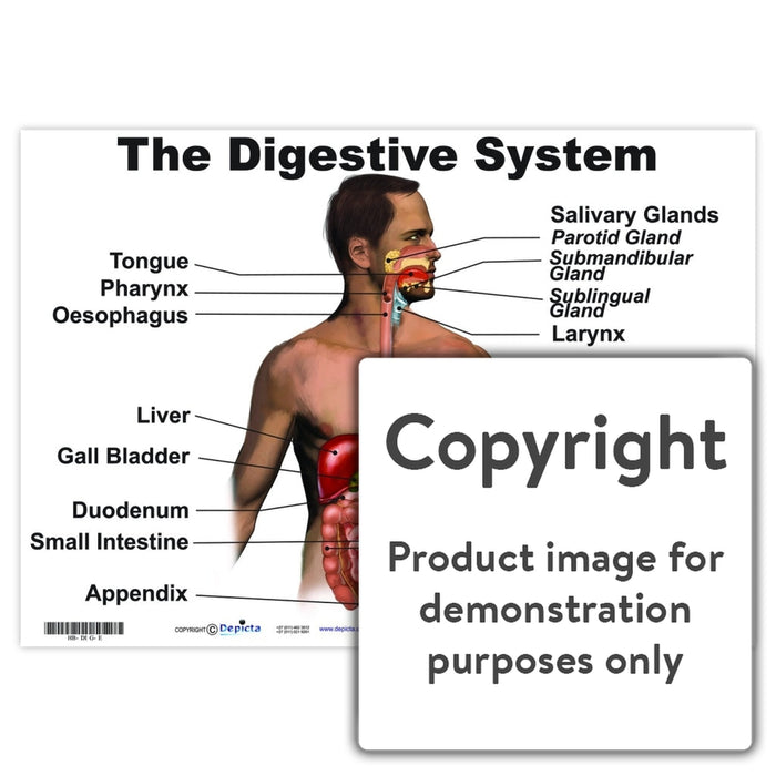 The Digestive System Wall Charts And Posters