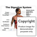 The Digestive System Wall Charts And Posters