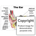 The Ear Wall Charts And Posters