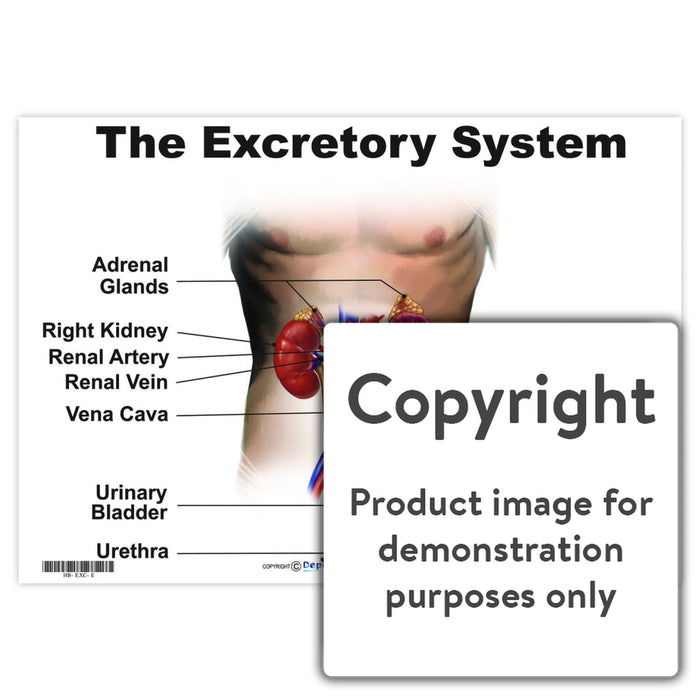 The Excretory System Wall Charts And Posters