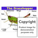 The Grasshopper Wall Charts And Posters