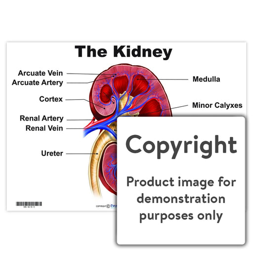 The Kidney Wall Charts And Posters