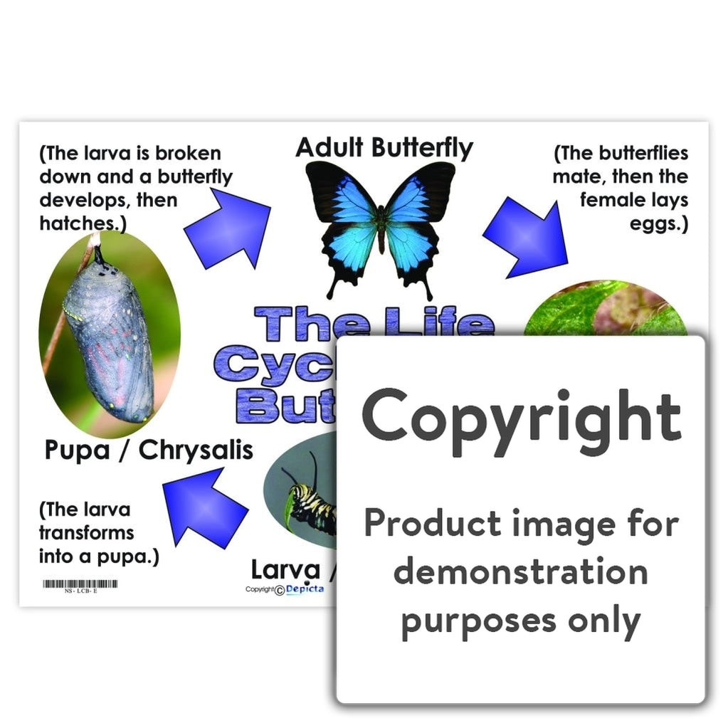 The Life Cycle of a Butterfly — Depicta