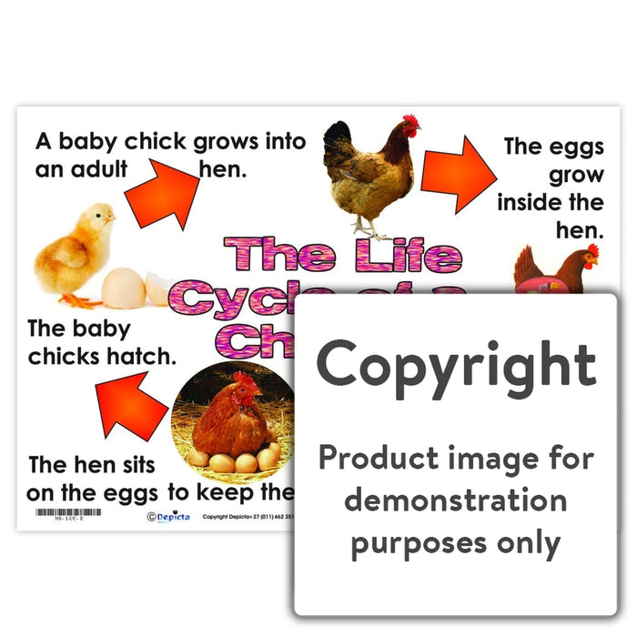 The Life Cycle Of A Chicken Wall Charts And Posters