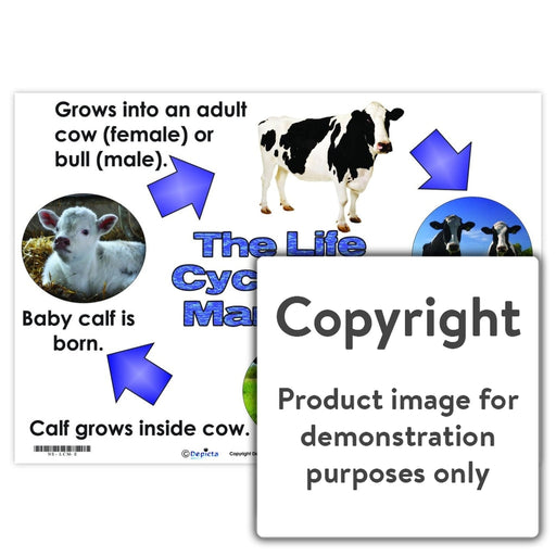The Life Cycle Of A Mammal (Cow) Wall Charts And Posters