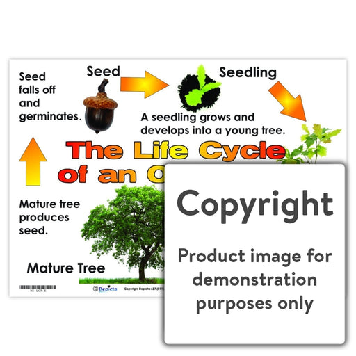 The Life Cycle Of An Oak Tree Wall Charts And Posters