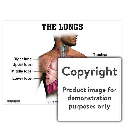The Lungs Wall Charts And Posters