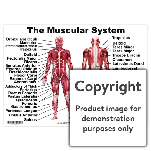 The Muscular System Wall Charts And Posters