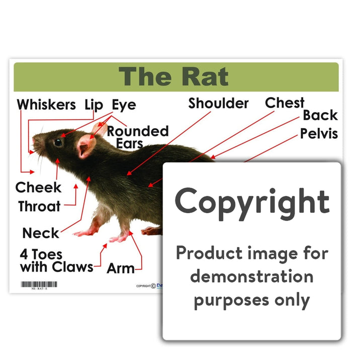 The Rat Wall Charts And Posters