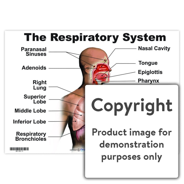 The Respiratory System Wall Charts And Posters
