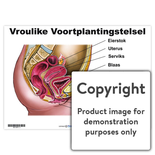 Vroulike Voortplantingstelsel Wall Charts And Posters